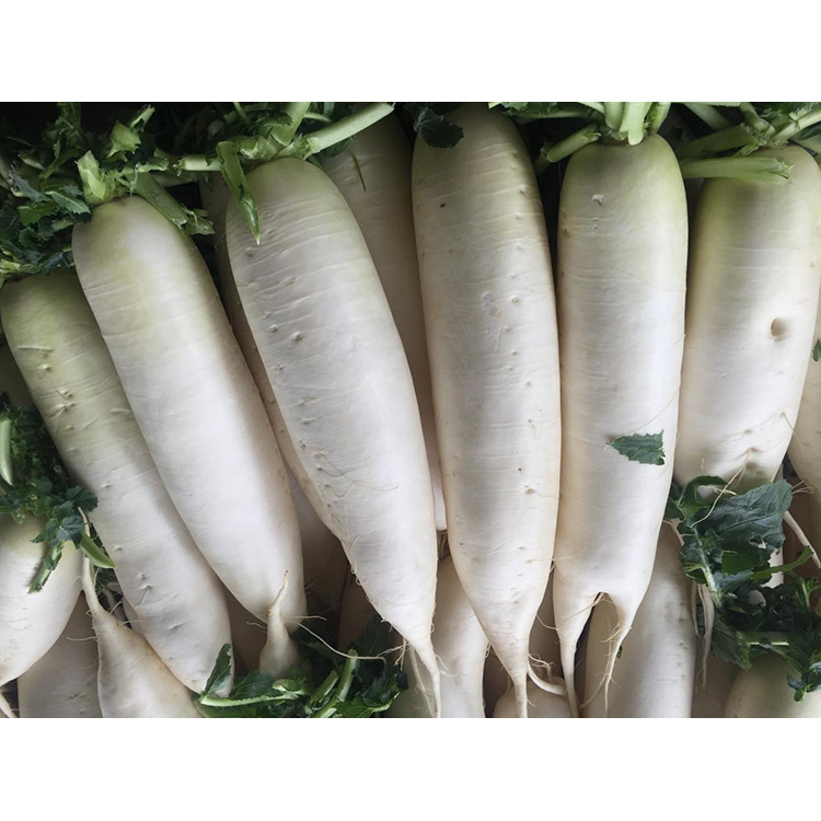 Jelajahi nilai nutrisi saka New Crop Fresh Radish kanggo nambah kekebalan lan nyegah pertumbuhan sel kanker